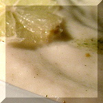 schwarzwurzel-petersilienwurzel-blumenkohl-suppe