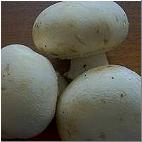 champignons