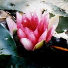 lotusbluete